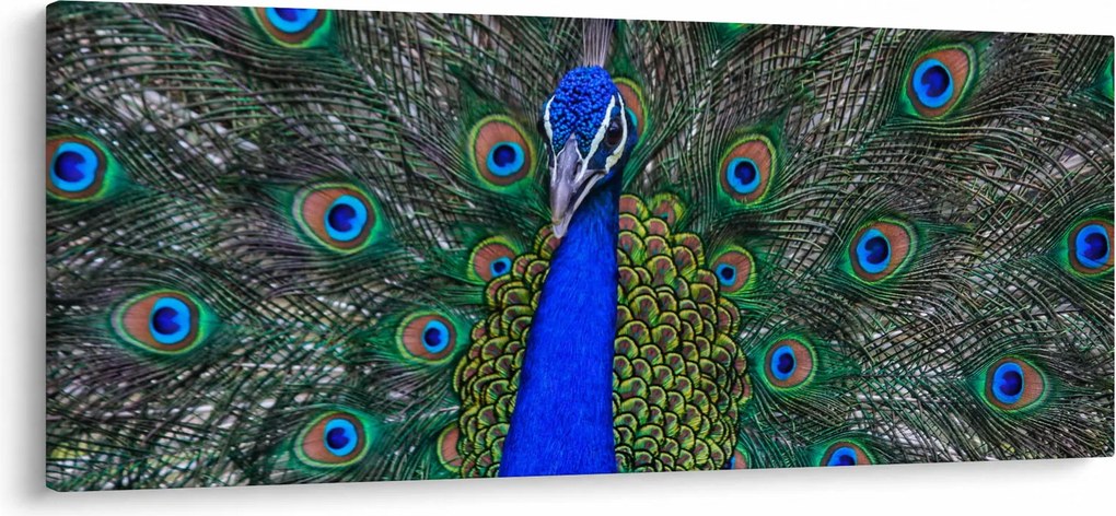 Tablou - Păun (120x50 cm)