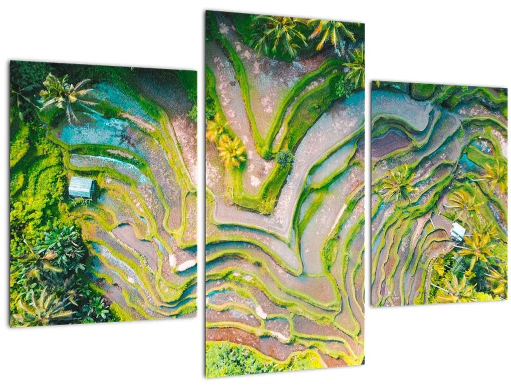 Tablou cu lanuri de orez din privire de sus (90x60 cm)