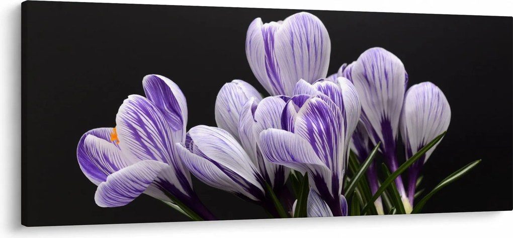 Tablou - Crocus violet (120x50 cm)