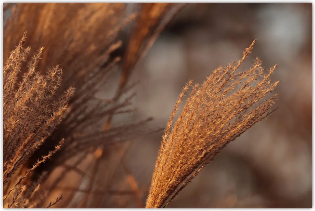 Tablou - Cortaderie (90x60 cm)