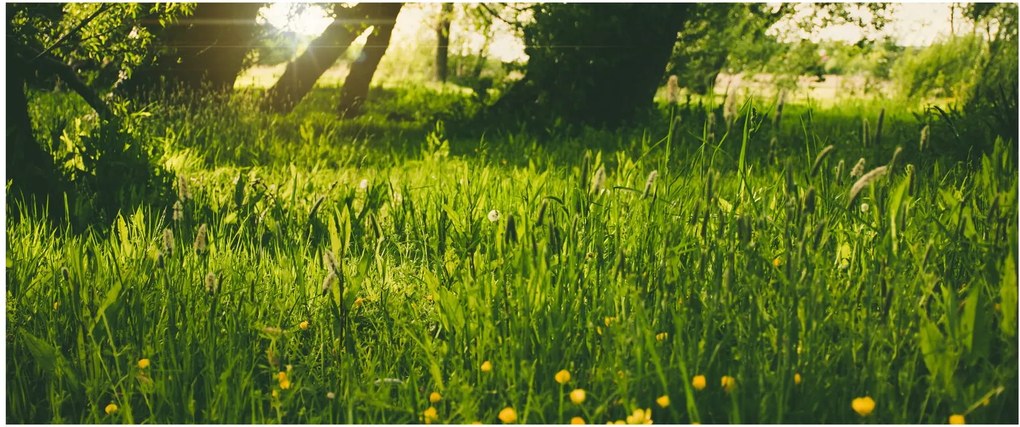 Tablou cu natura - lunca (120x50 cm)