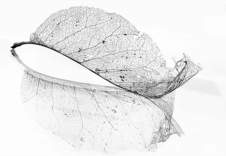The Old Leaf Fototapet, (254 x 184 cm)