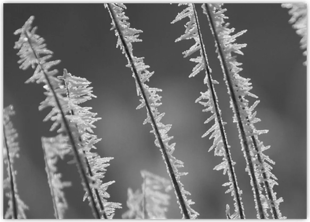 Tablou pe sticlă - Frig de îngheț (70x50 cm)