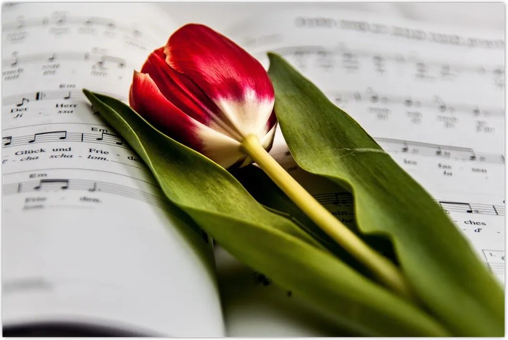 Tablou - Lalea roșie (90x60 cm)