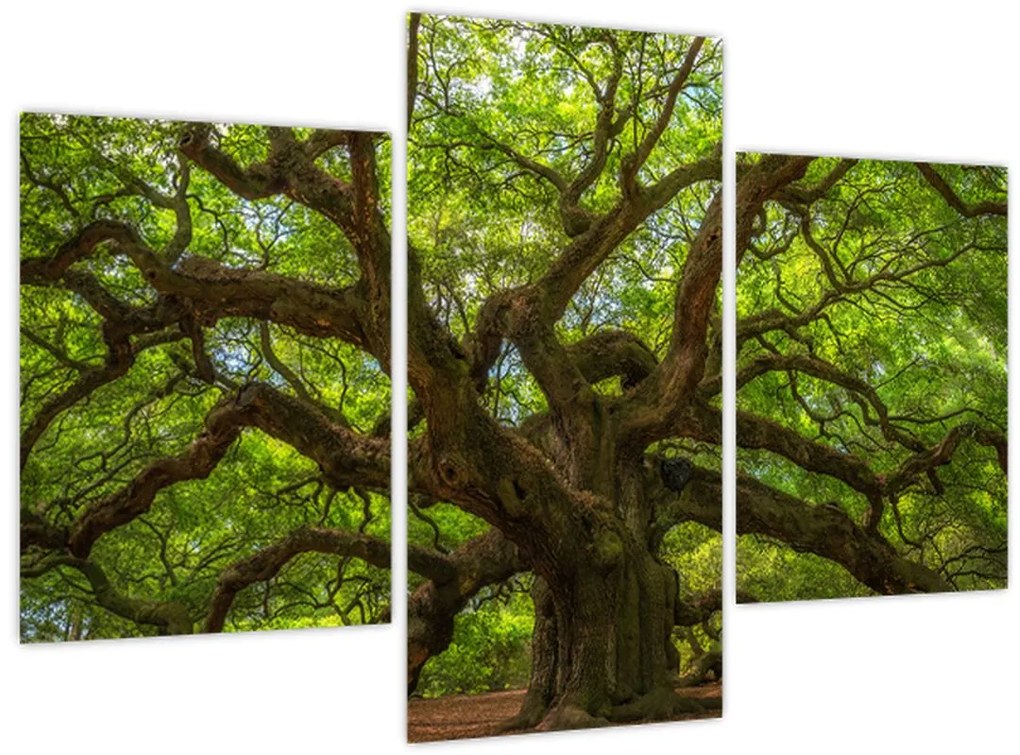 Tablou - Copac verde (90x60 cm)