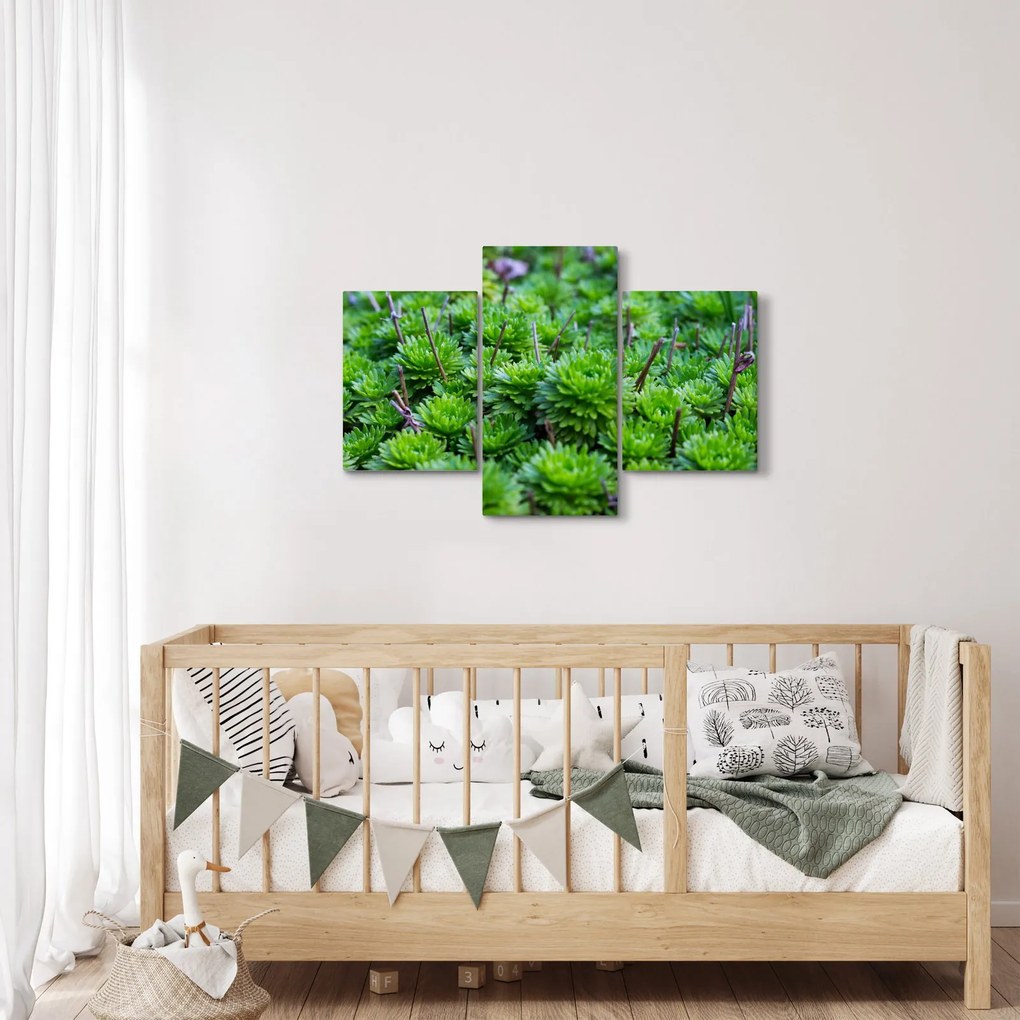 Tablou - Aloe (90x60 cm)
