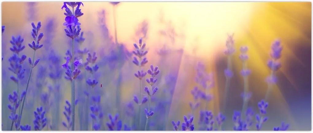 Tablou - Levănțică (120x50 cm)