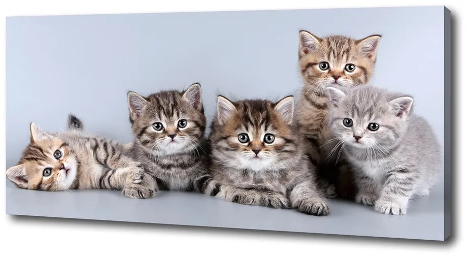 Tablou pe pânză Cinci pisici