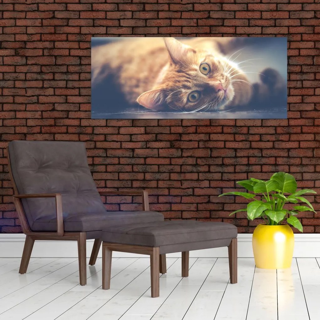 Tablou - Pisici pe podea (120x50 cm)