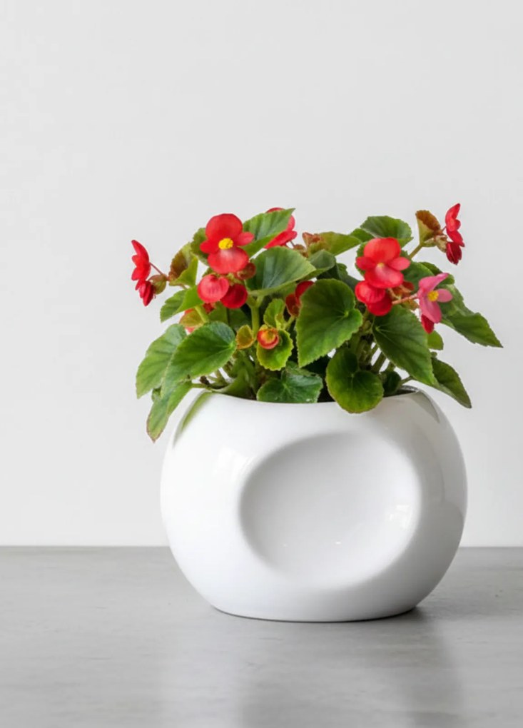 Ghiveci Classic White Calatrava