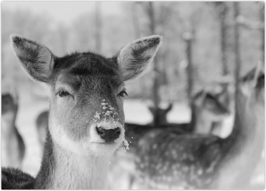 Tablou - Cerbi,alb-negru (70x50 cm)