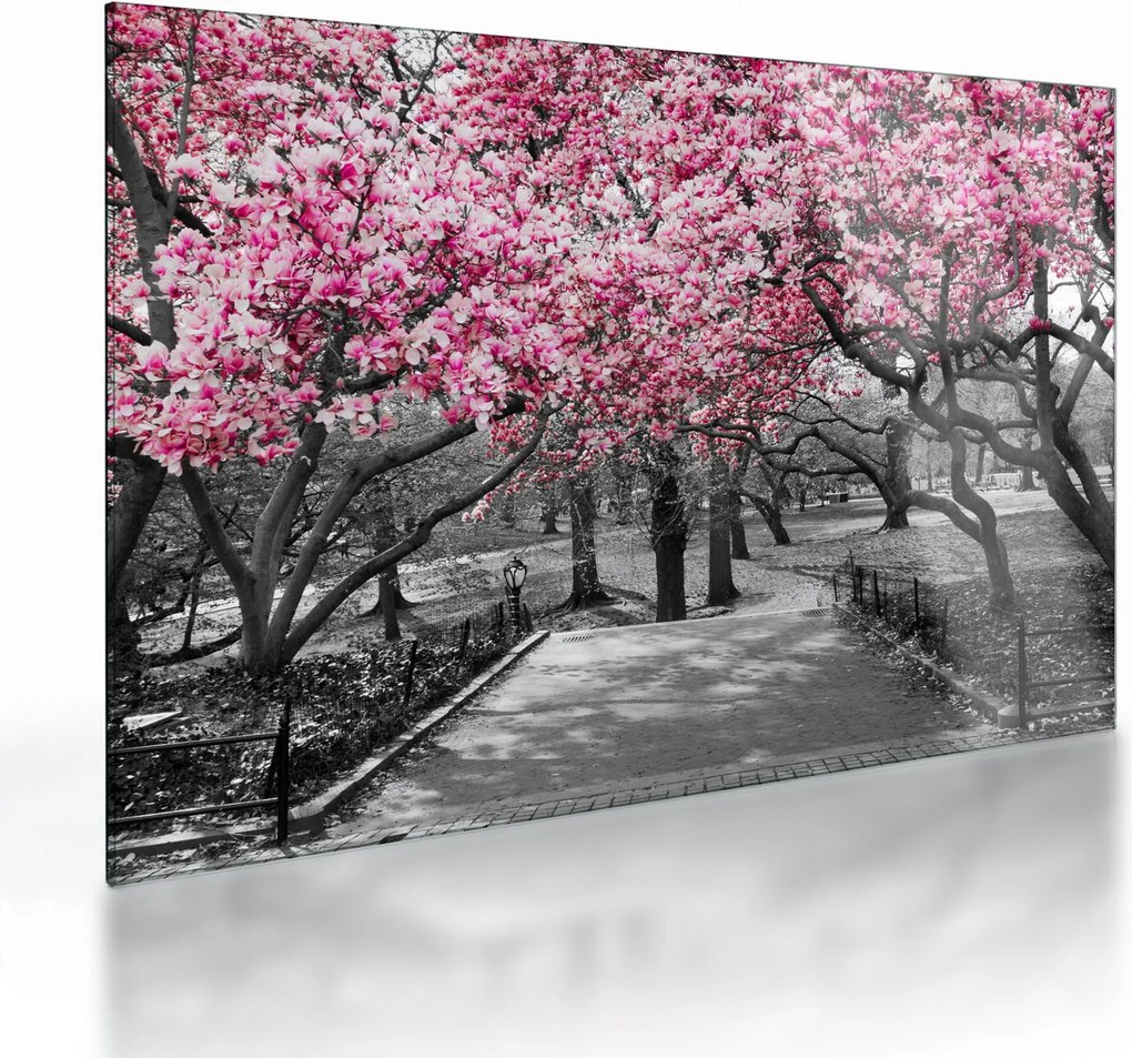 Tablou pe sticlă copacului magnolie (70x50 cm)