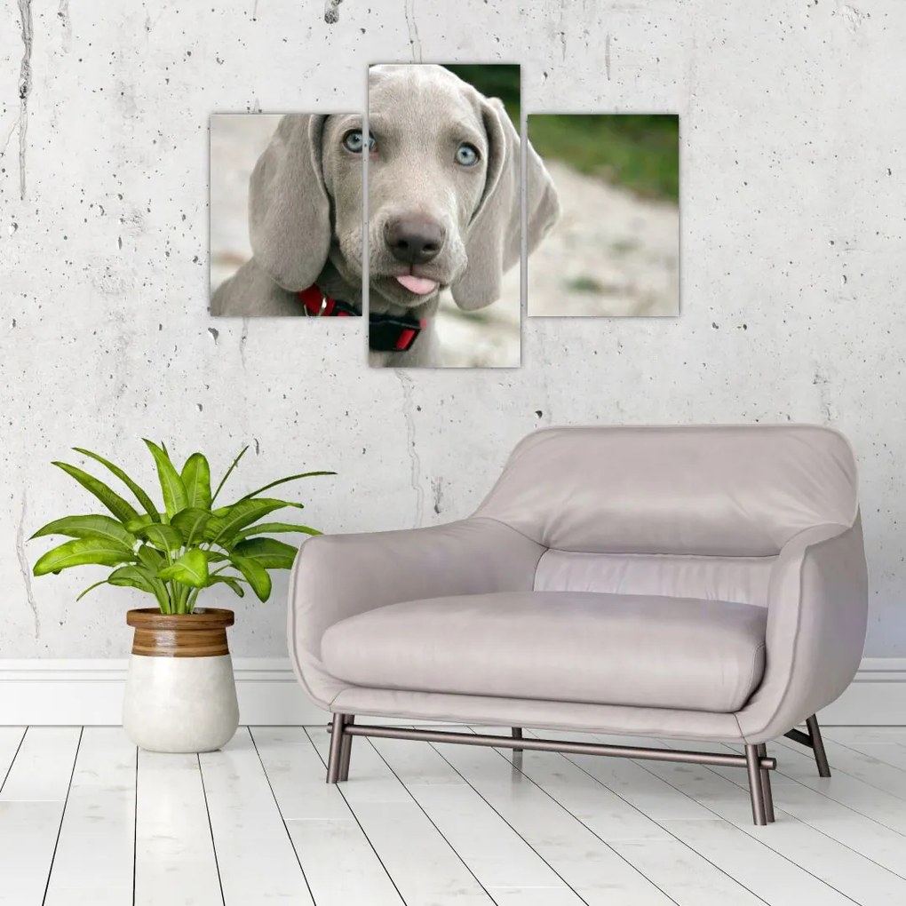Tablou - cățeluș weimaraner (90x60 cm)