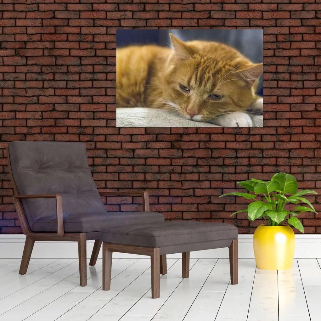 Tablou cu pisica (90x60 cm)