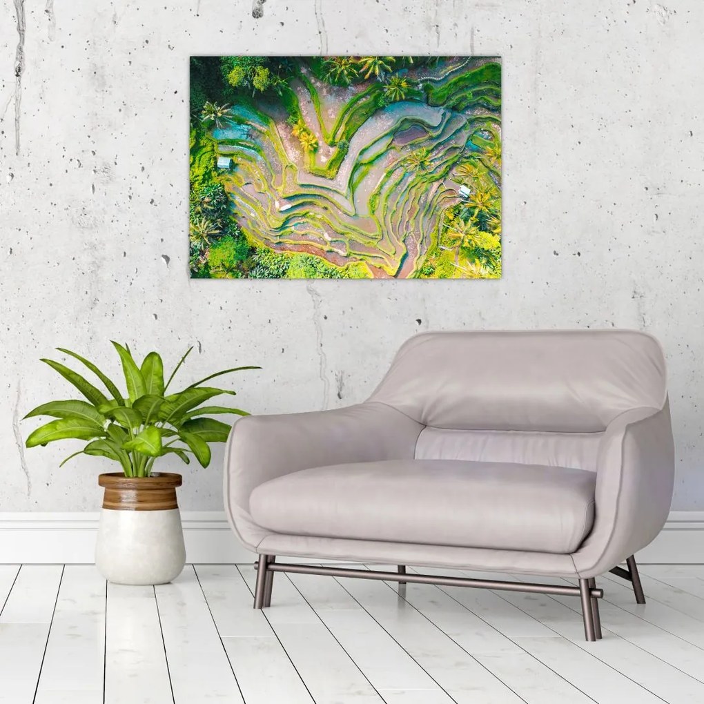 Tablou cu lanuri de orez din privire de sus (70x50 cm)