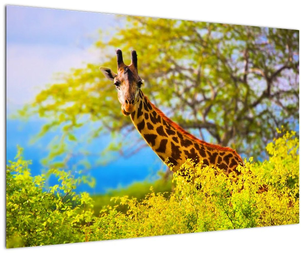 Tablou - Girafa în Africa (90x60 cm)