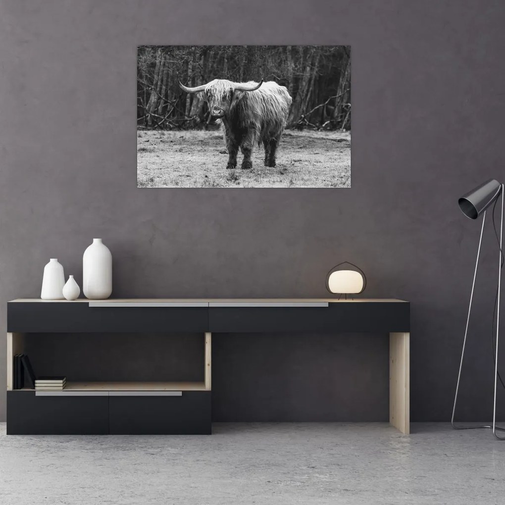 Tablou - Vacă scoțiană 3,alb-negru (90x60 cm)