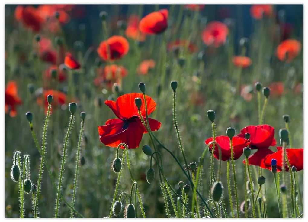 Tablou pe sticlă - Lunca cu maci (70x50 cm)