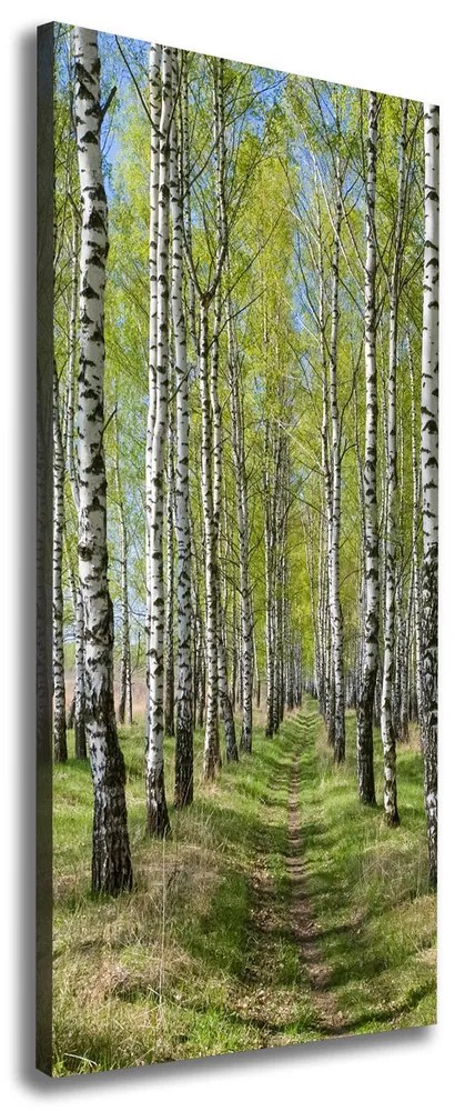 Tablou canvas Pădurea de mesteacăn