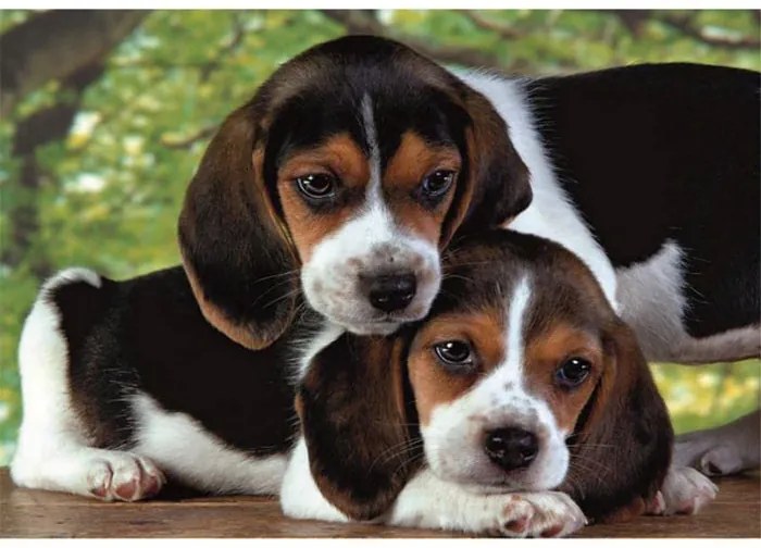 Animale Beagles Close Together Puzzle cu câini 500 de piese Clementoni