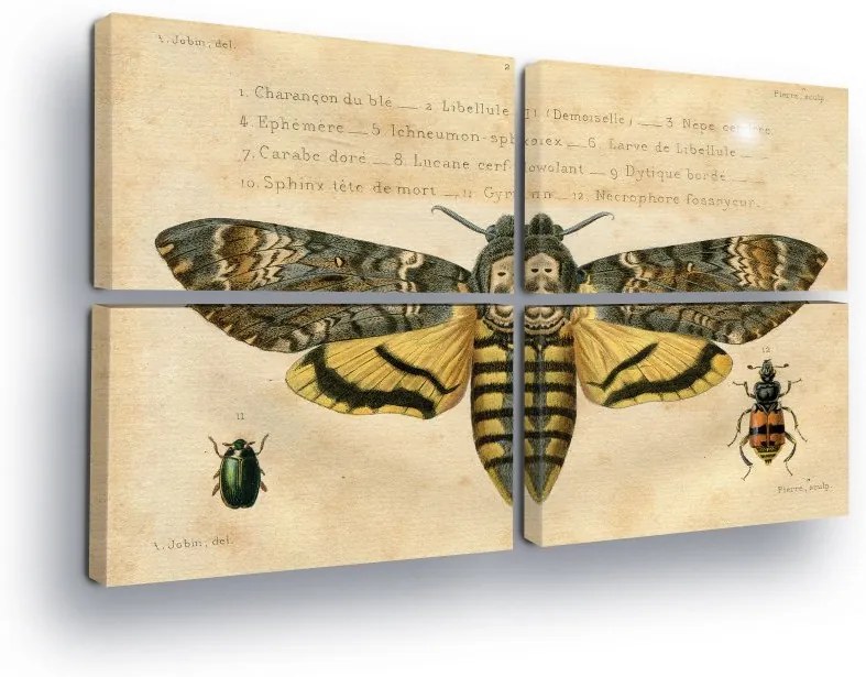 GLIX Tablou - Butterfly Life II 4 x 60x40 cm