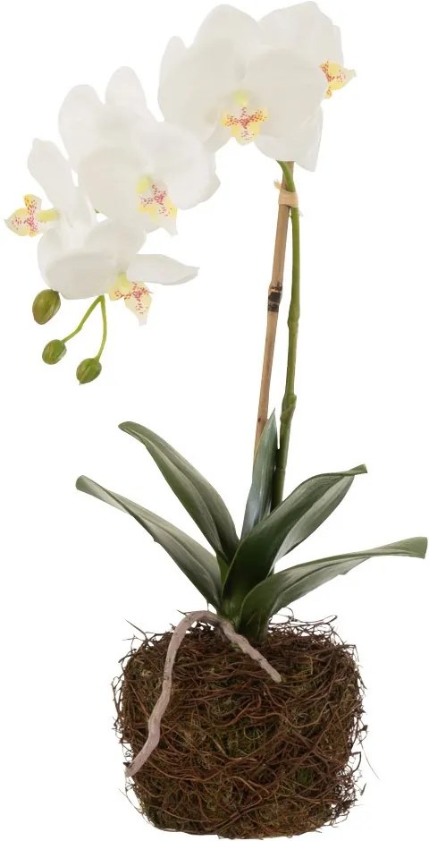 Orhidee alba 23/40/17 cm