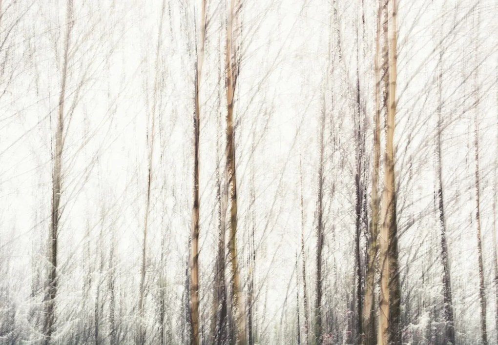 Fototapet - Mesteacăni (147x102 cm)