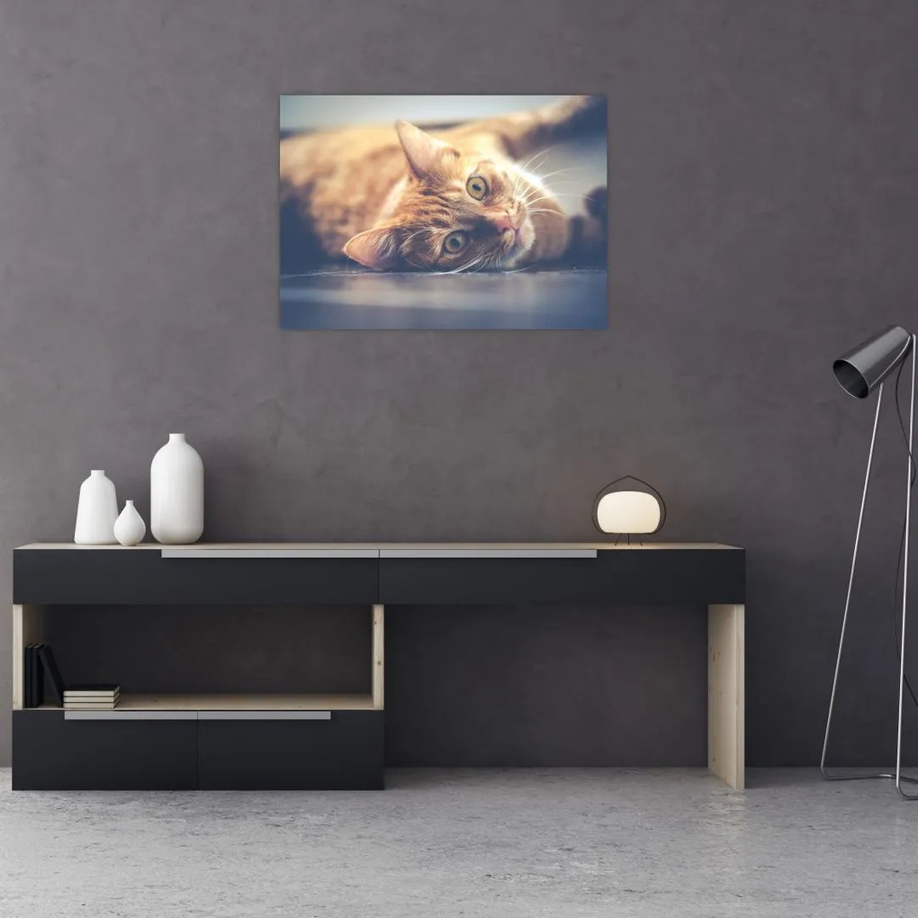 Tablou - Pisici pe podea (70x50 cm)