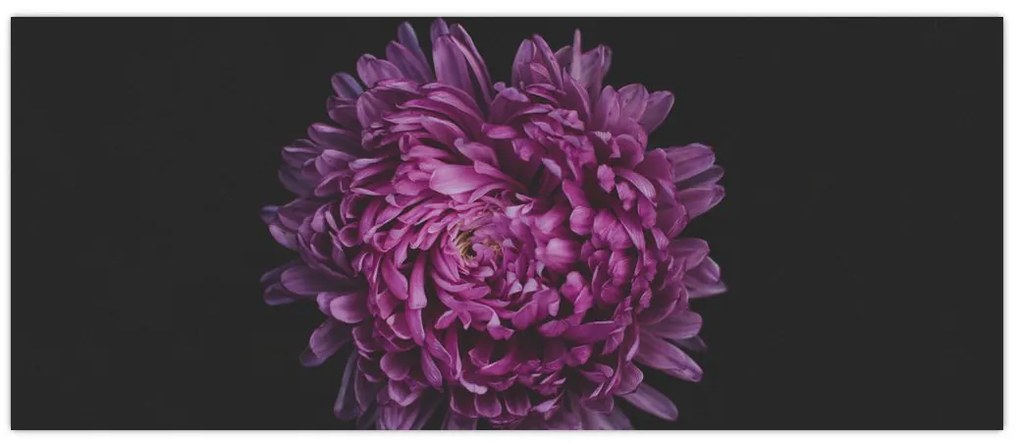 Tablou cu floare violetă (120x50 cm)