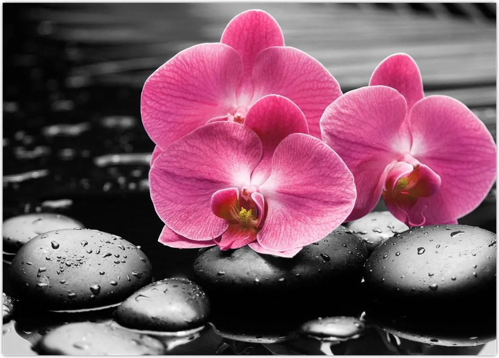 Tablou - Orhidee roz (70x50 cm)