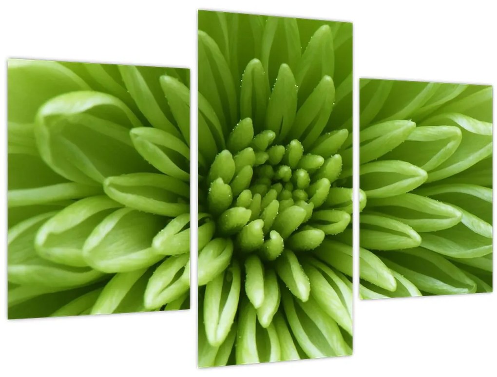 Tablou - Imagine macro a unei plante (90x60 cm)