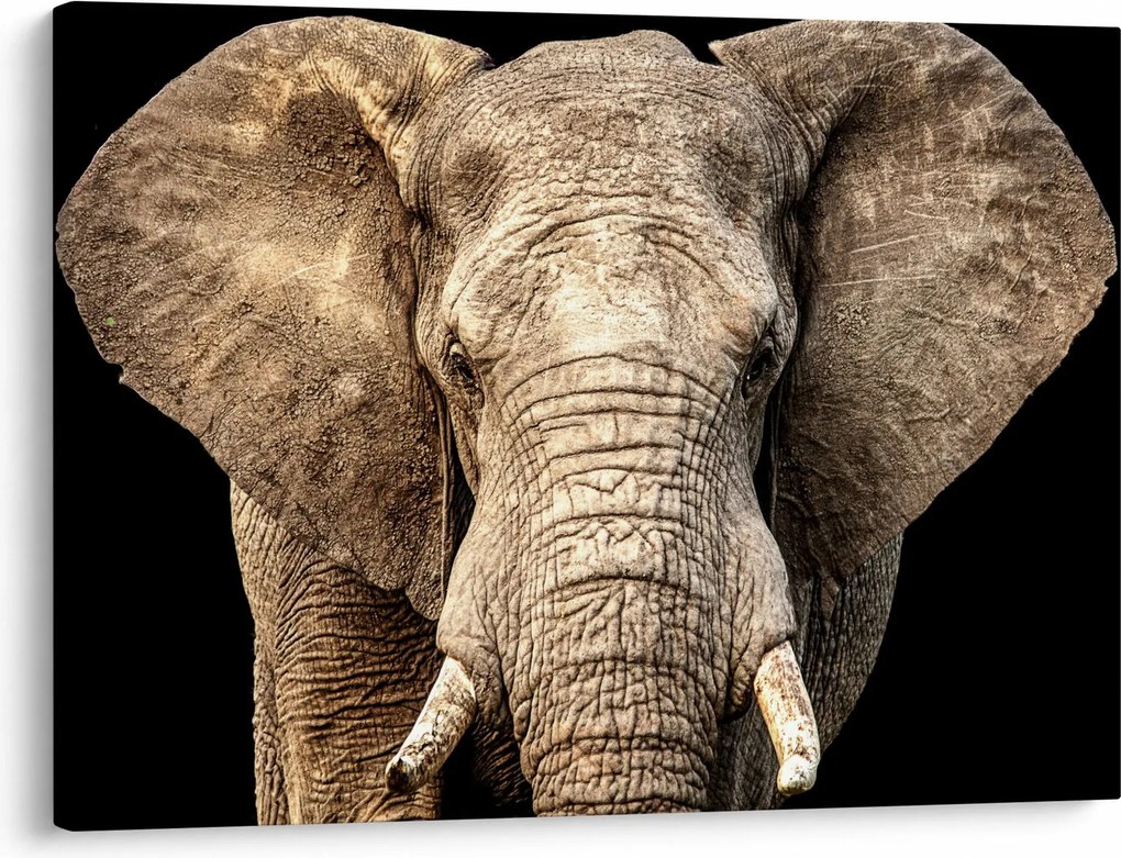 Tablou - Elefant african (70x50 cm)
