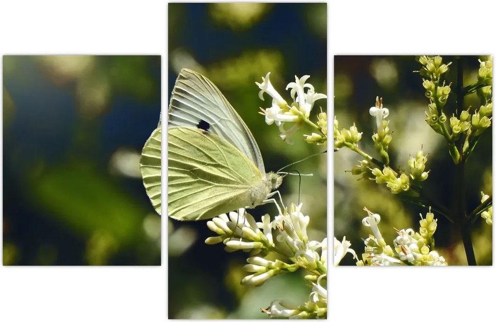 Tablou cu fluture (90x60 cm)