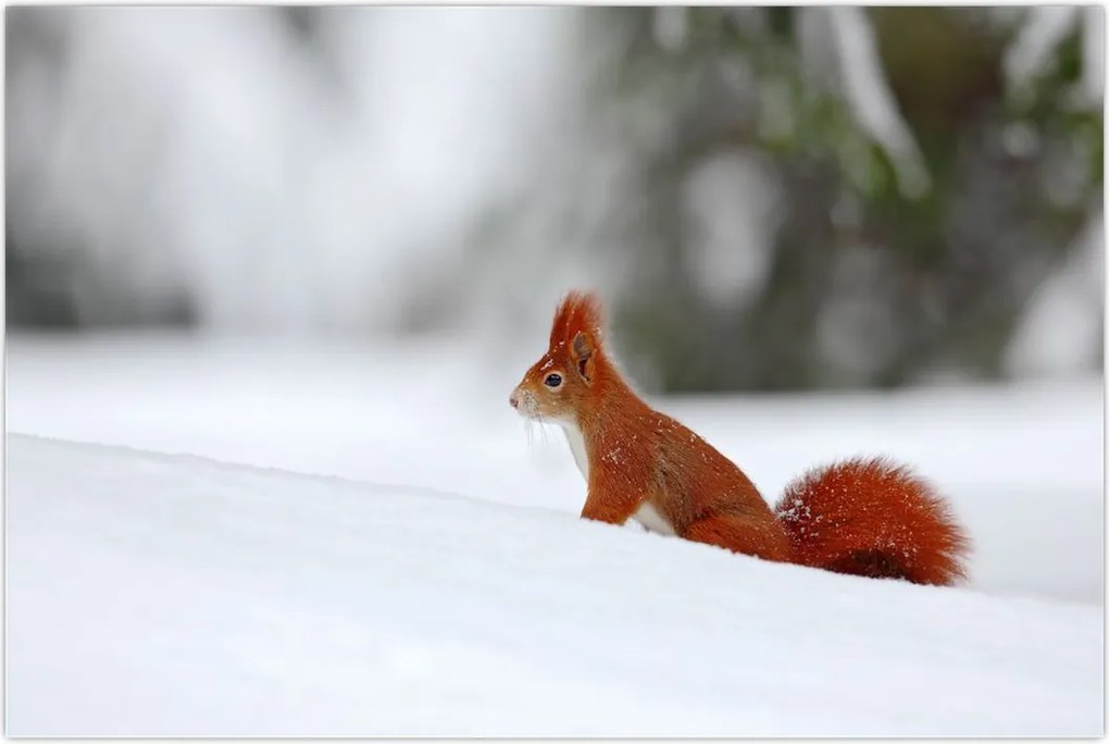 Tablou - Vevetițe (90x60 cm)