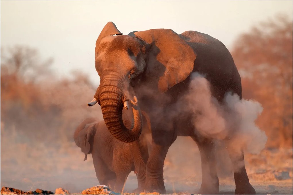 Tablou - Marele elefant african (90x60 cm)