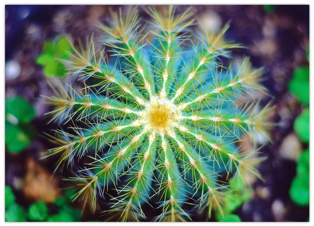 Tablou pe sticlă cu cactus (70x50 cm)