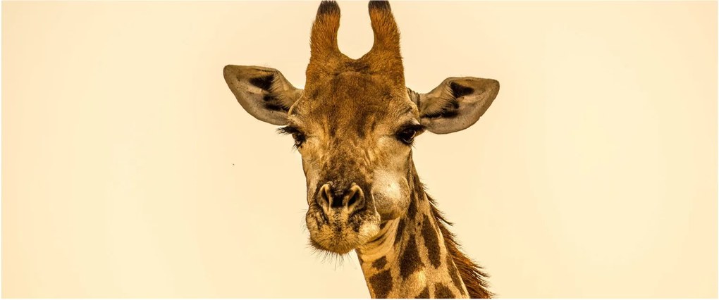 Tablou cu girafe (120x50 cm)