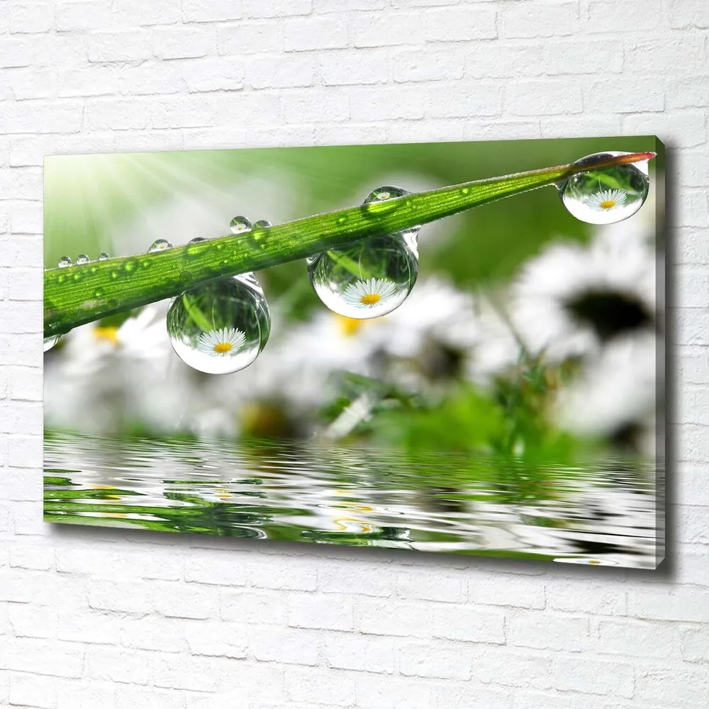Tablou pe pânză canvas Picaturi pe iarba