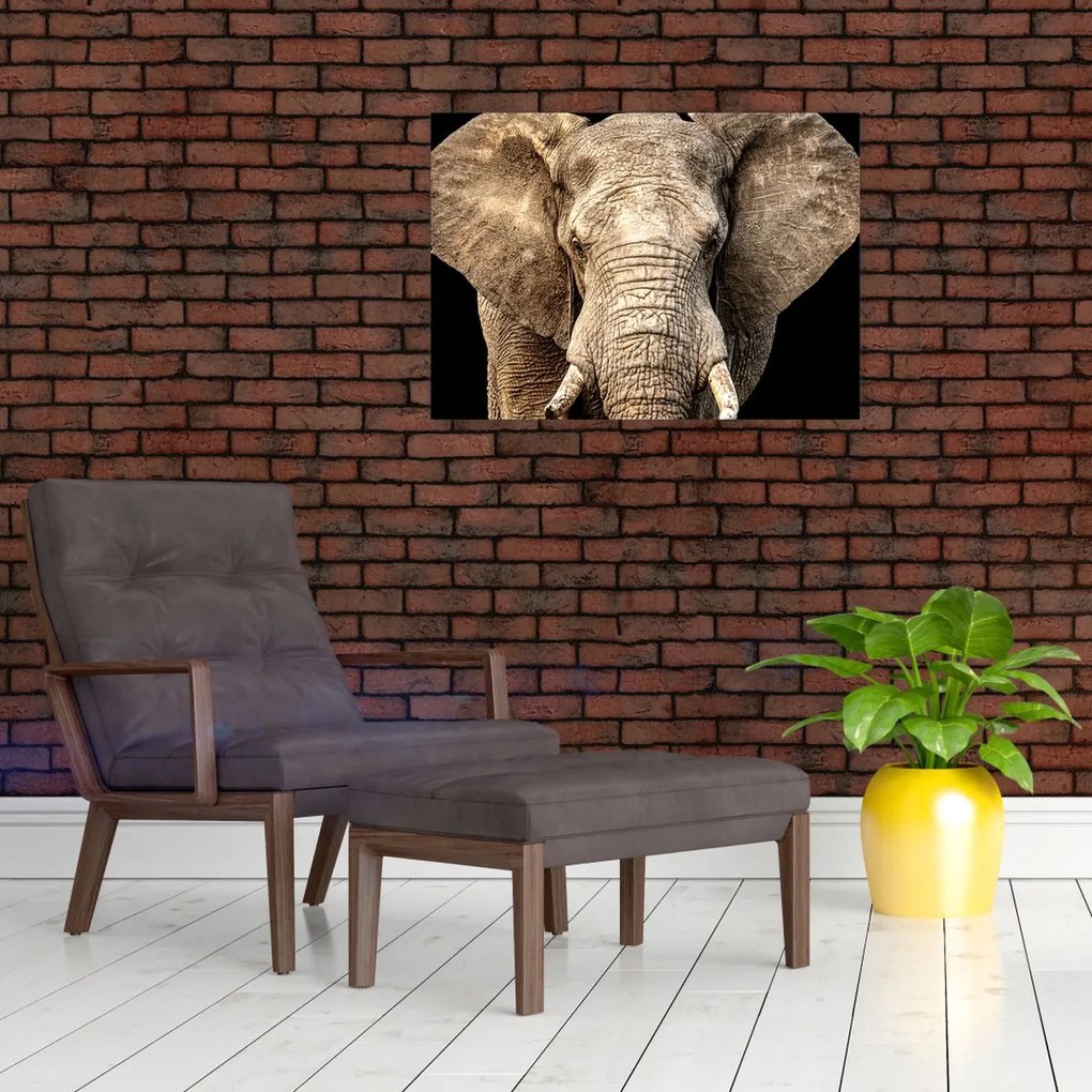 Tablou pe sticlă - Elefant african (70x50 cm)
