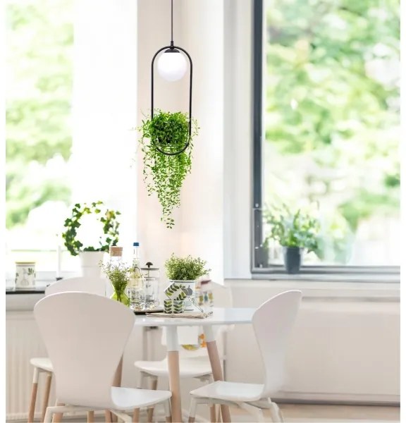 Lustră pe cablu PLANT 1xE14/40W/230V negru Zuma Line 5003