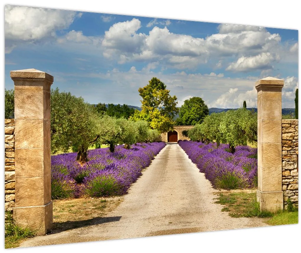 Tablou - Căi de lavandă (90x60 cm)