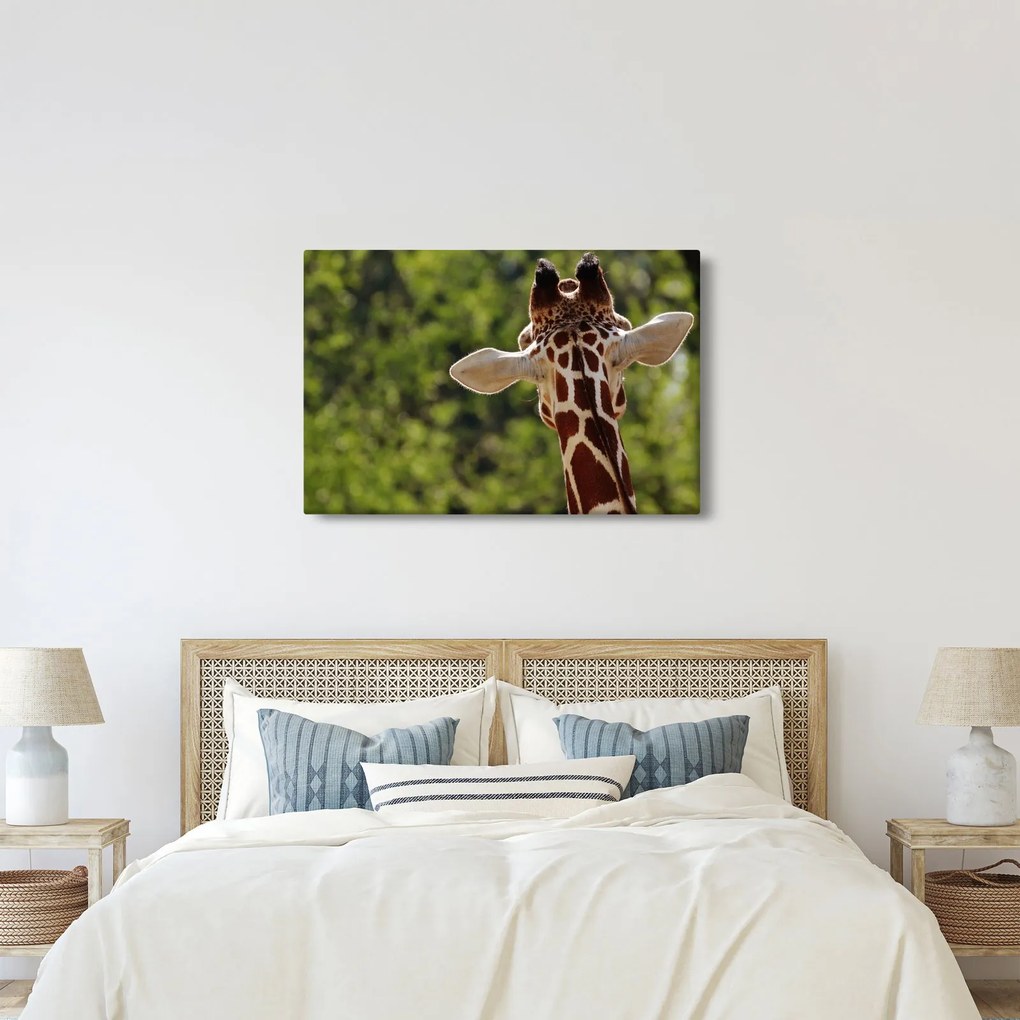 Tablou cu girafă din spate (90x60 cm)
