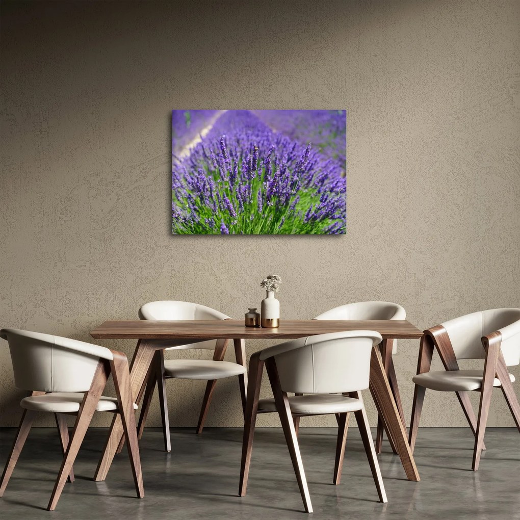 Tablou - lavanda (70x50 cm)