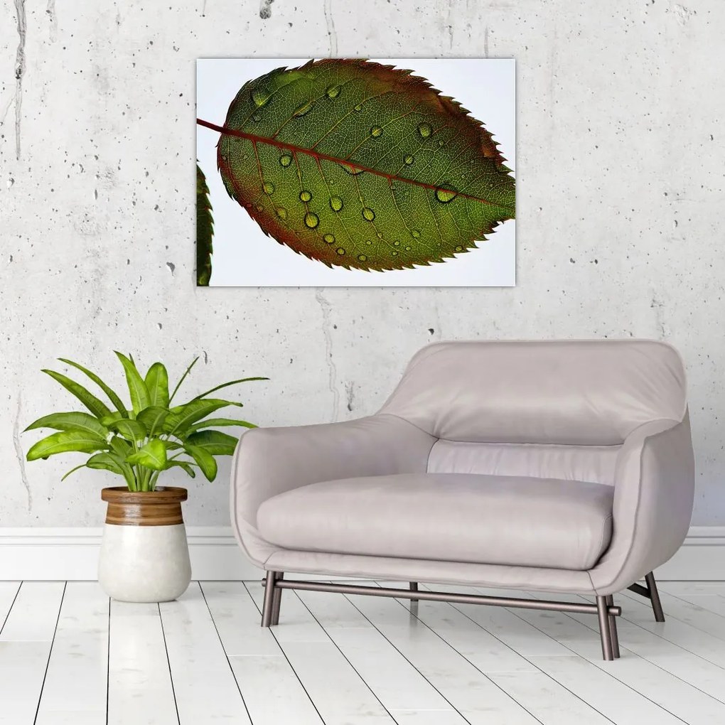 Tablou pe sticlă - Frunze de trandafir (70x50 cm)