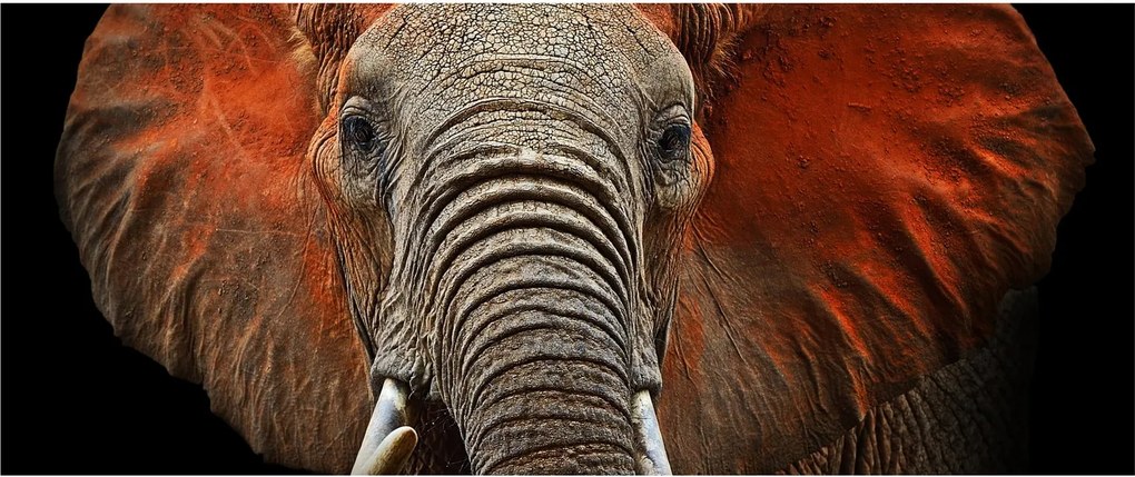 Tablou - Elefanți cu Tsavo (120x50 cm)