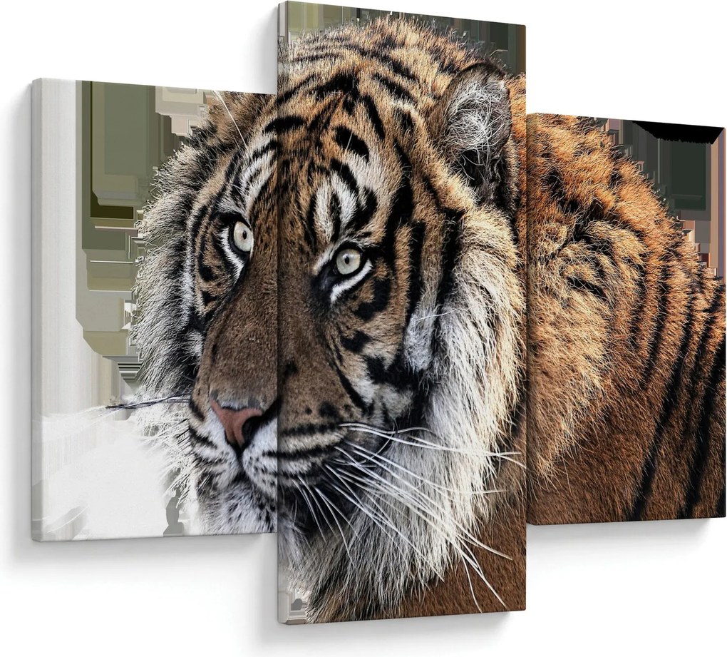Tablou cu tigrul (90x60 cm)