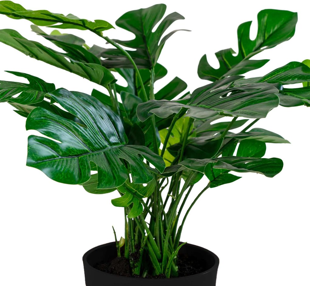 Monstera Minselia 2 (verde). Promo -15%. 1147174