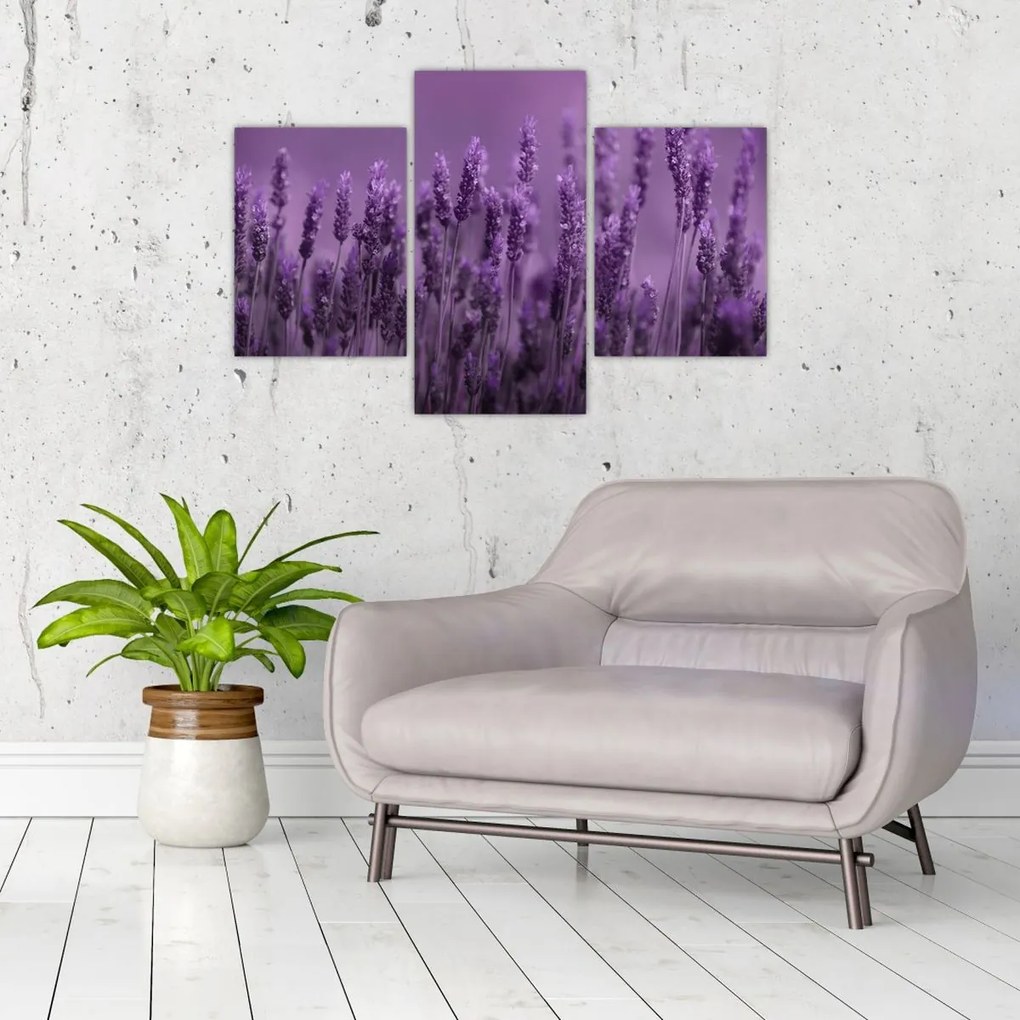 Tablou - Lavanda (90x60 cm)