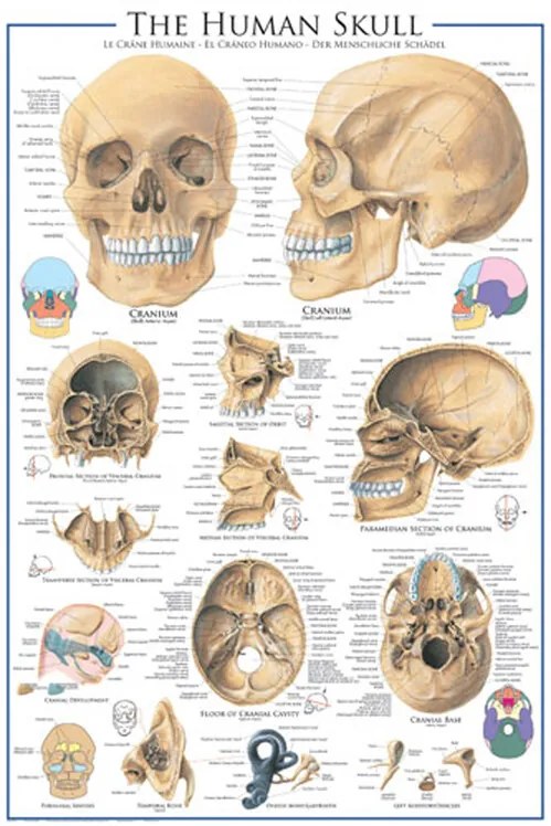 Poster The Skull