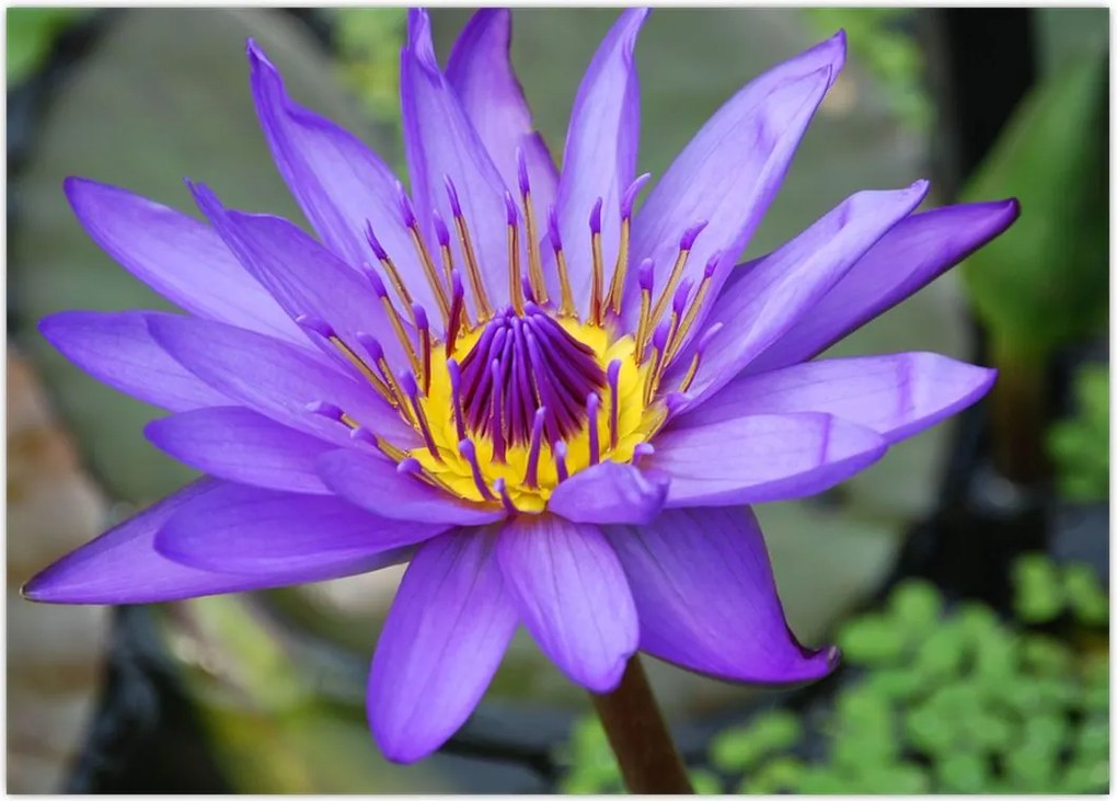 Tablou - Floare violet (70x50 cm)